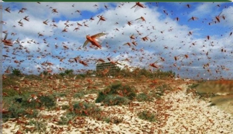 الفاو تدق ناقوس الخطر بشأن تفاقم نشاط الجراد في الأقاليم الجنوبية