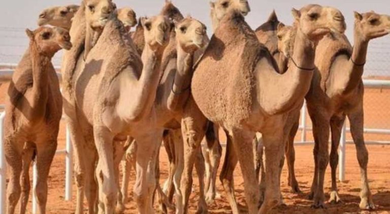 البرلمان المغربي يصوت على إستيراد الإبل