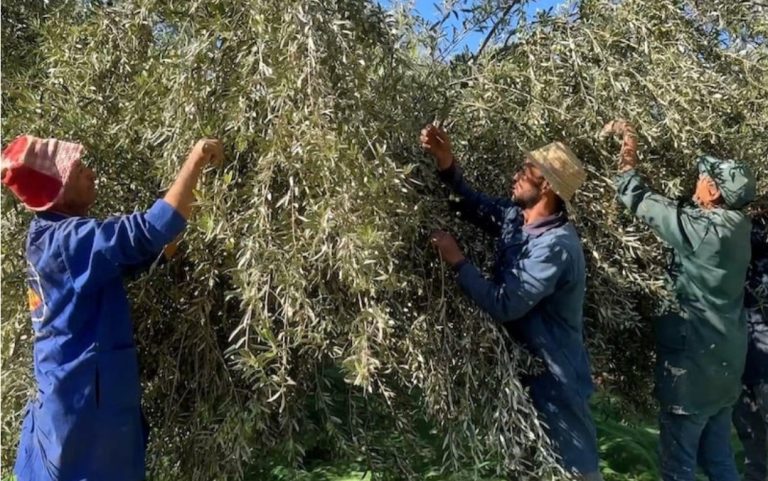 “أزمة العمالة” تتحدى موسم جني الزيتون .. مردودية ترتفع وأسعارٌ تتراجع
