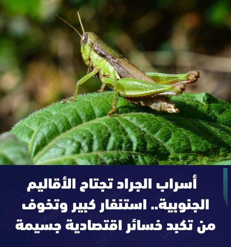 أسراب “جراد الصحراء” تجتاح ضواحي العيون وتستنفر الفلاحين