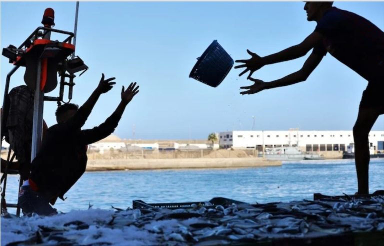 اقتراب نهاية الراحة البيولوجية يُنعش آمال انخفاض أسعار السردين بالمغرب