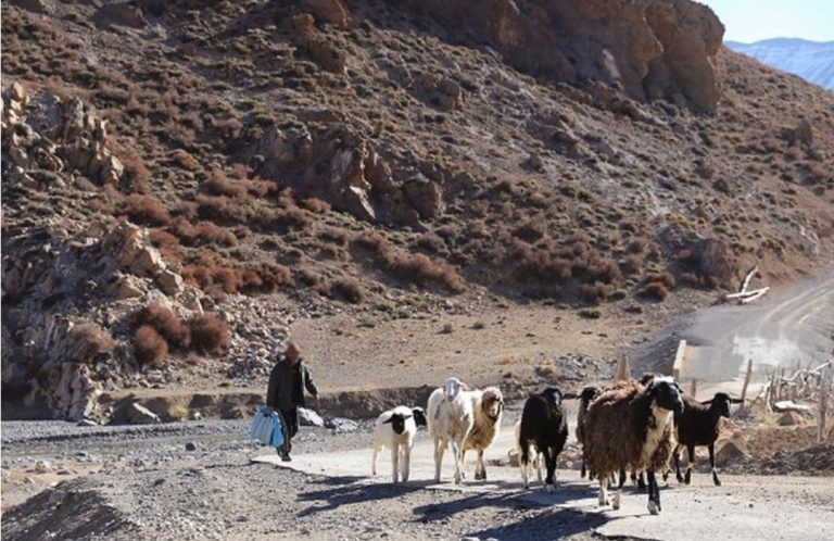 فعاليات تشكو الرعاة بالجنوب المغربي .. والرحل يرفضون تهمة “البلطجة”