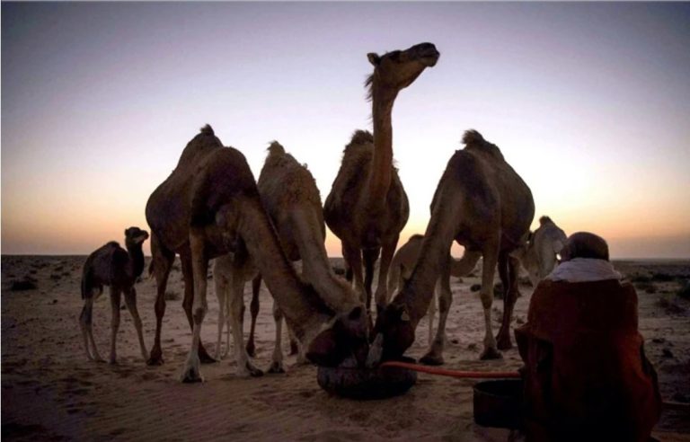 ممارسات تاريخية وطقوس ترفيهية تميز شهر رمضان في الصحراء المغربية
