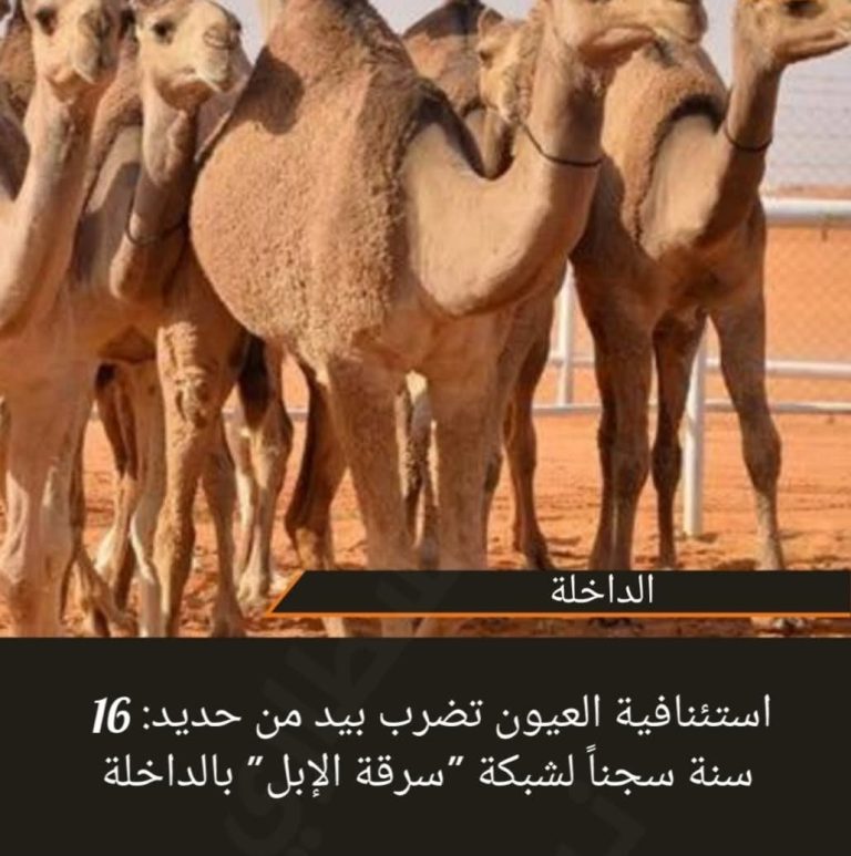 استئنافية العيون تضرب بيد من حديد: 16 سنة سجناً لشبكة “سرقة الإبل” بالداخلة