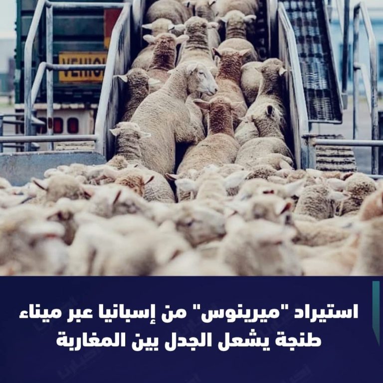 بدء عملية استيراد سلالة “الميرينو” الإسبانية لتعزيز توازن أسواق اللحوم بالمملكة