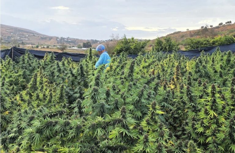 مزارعو القنب الهندي المقنن يترقبون تمديد فترة زراعة “البلدية” في المغرب