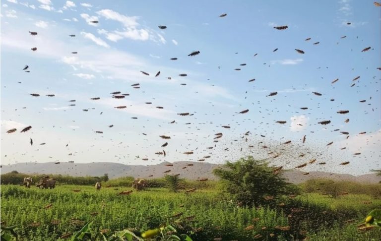 زحف أسراب الجراد الصحراوي .. خطر عابر للحدود يتربص بالأمن الغذائي