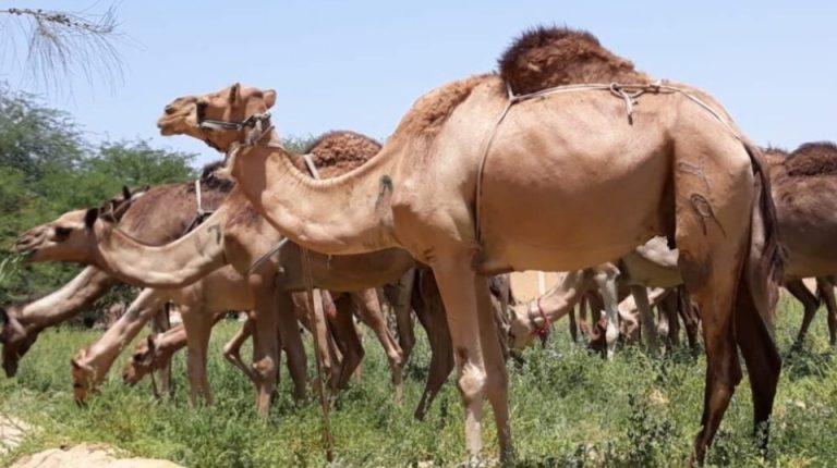 بيان حول تعزيز التعاون التجاري في قطاع الإبل بين موريتانيا والمغرب