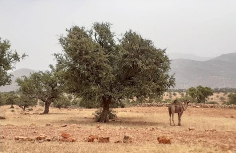موسم “أكدال” .. نظام تقليدي يحمي الموارد الطبيعية ويعزز الحكامة الجماعية