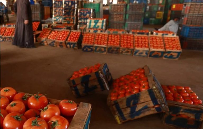 أسعار الطماطم تحلق عاليا في أسواق المغرب.. ومطالب بتسقيف التصدير