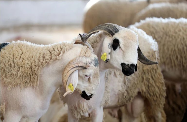 سلفات ومنح عيد الأضحى تعود إلى الواجهة في عدد من القطاعات العمومية