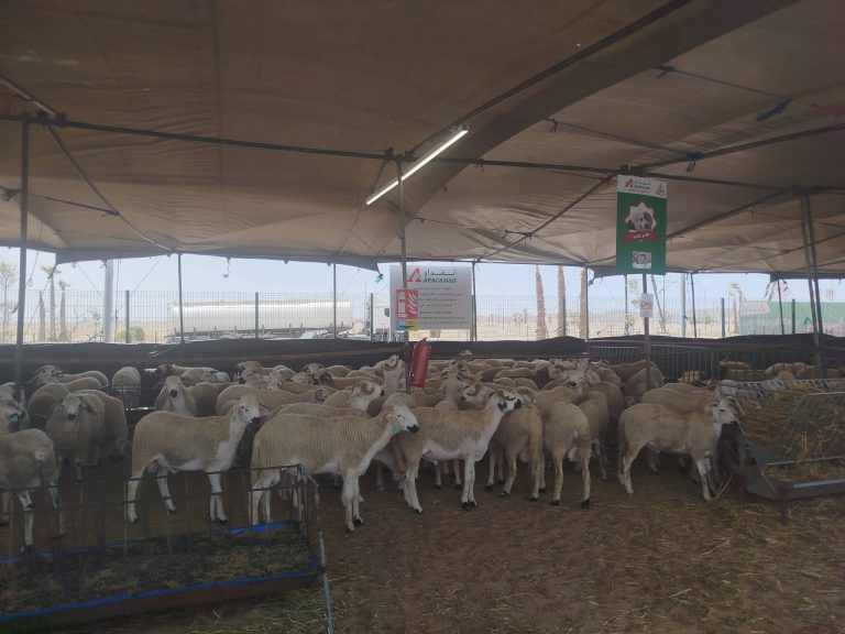 أثمنة الأضاحي بسوق تقداو بمدينة العيون