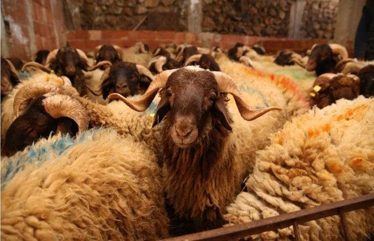 أسعار الأغنام ترتفع .. و”الكسابة” يتوقعون ذروة الطلب الأسبوع المقبل