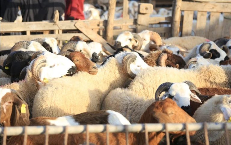 وفرة أضاحي العيد تربك المضاربين وتنعش آمال المستهلكين في المغرب