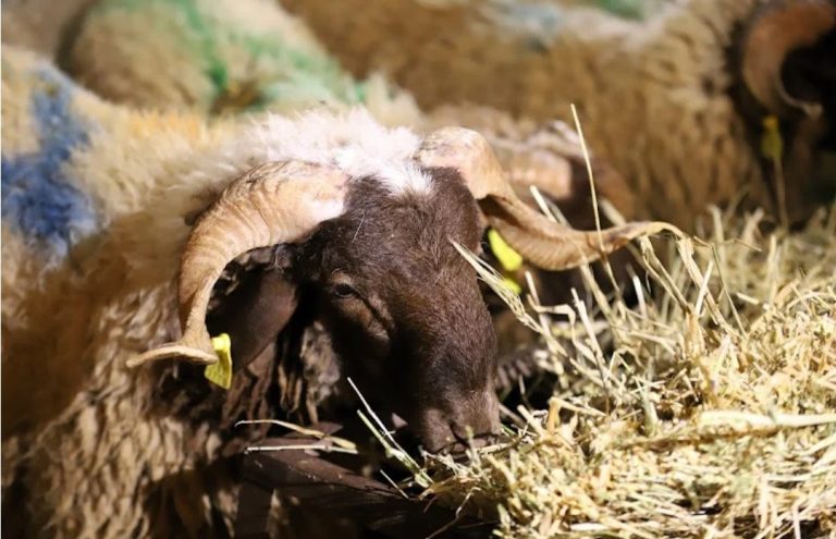 غلاء الأضاحي يضعف زخم “مبادرات الحولي” ويقلّص استفادة الأسر المعوزة