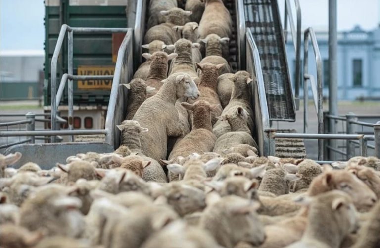 التضخم في ليبيا يربك احتفالات الجالية المغربية بشعيرة عيد الأضحى