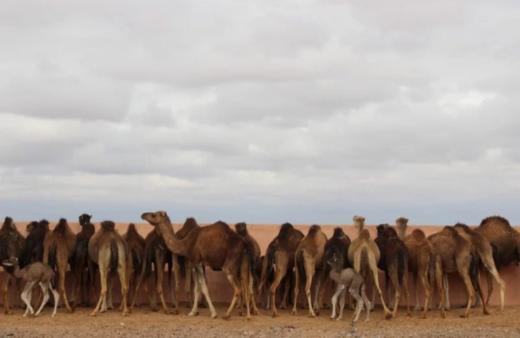 أسعار الإبل تواصل الارتفاع بالأقاليم الجنوبية.. وأسئلة حول الاستيراد واحتكار الرخص