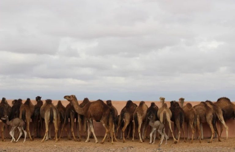 أسعار الإبل تواصل الارتفاع بالأقاليم الجنوبية.. وأسئلة حول الاستيراد واحتكار الرخص