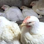 ارتفاع صاروخي لأسعار الدواجن بالمغرب.. الكيلوغرام يلامس 30 درهماً ويثير غضب المستهلكين